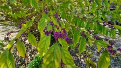 Callicarpa dichotoma