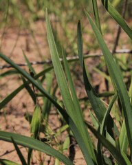 Chlorophytum rigidum