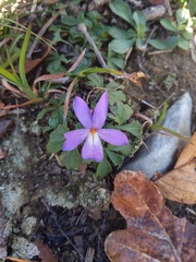 Viola pedata