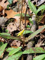Erythronium americanum