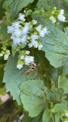 Meliscaeva cinctella