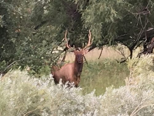 Elk photographed in Colorado