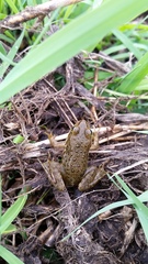 Rana pretiosa