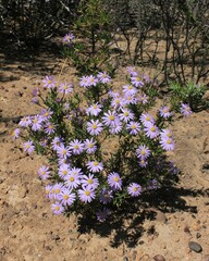 Felicia fruticosa