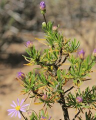 Felicia fruticosa