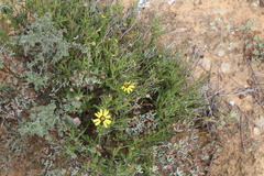 Osteospermum scariosum