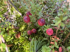 Vaccinium macrocarpon