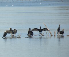 Phalacrocorax carbo