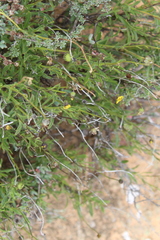 Osteospermum scariosum
