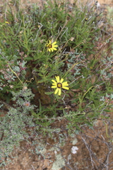 Osteospermum scariosum