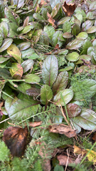 Ajuga reptans