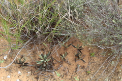 Adromischus filicaulis