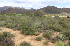 Dicerothamnus rhinocerotis