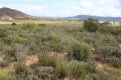 Dicerothamnus rhinocerotis