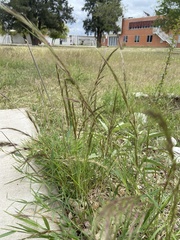 Aristida ternipes ternipes