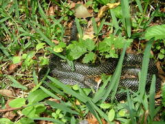 Lampropeltis holbrooki