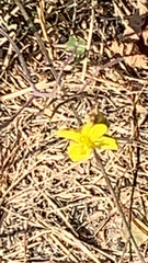 Ranunculus occidentalis