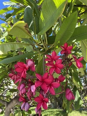 Plumeria