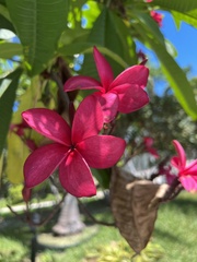 Plumeria