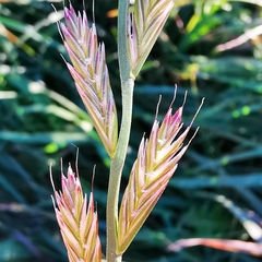 Lolium multiflorum