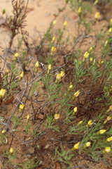 Rhynchopsidium pumilum