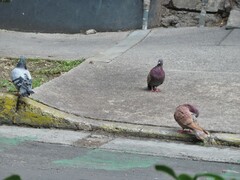 Columba livia domestica