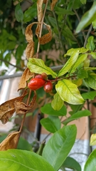Punica