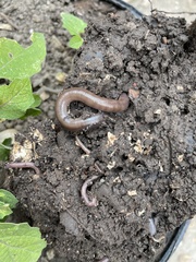 Lumbricus