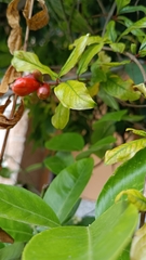 Punica