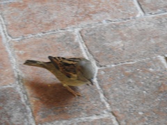 Passer domesticus