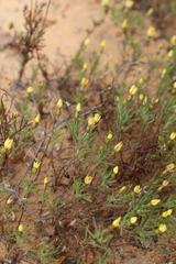 Rhynchopsidium pumilum