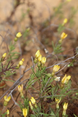 Rhynchopsidium pumilum