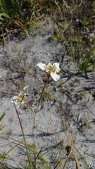 Moraea cantharophila