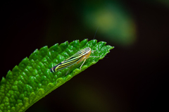 Sibovia