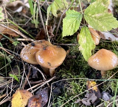 Cortinarius trivialis