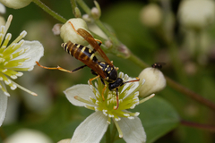 Polistes nimpha