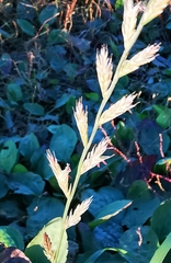 Lolium multiflorum
