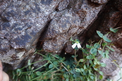 Petrocoptis pyrenaica