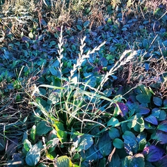 Lolium multiflorum