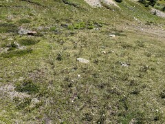 Castilleja parviflora albida