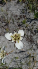 Moraea cantharophila
