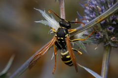 Polistes nimpha