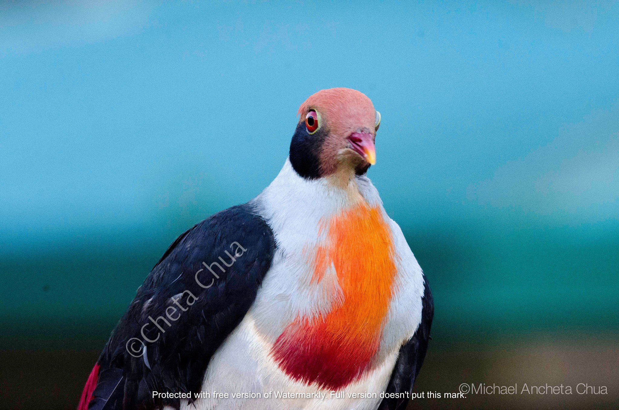 Flame-breasted Fruit-Dove illustration