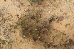 Rhynchopsidium pumilum