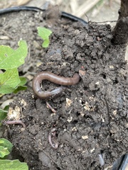 Lumbricus