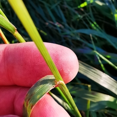 Lolium multiflorum