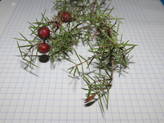 Oligotrophus panteli