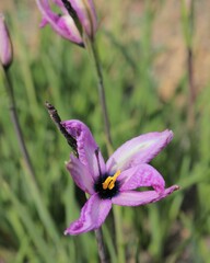 Aristea cantharophila