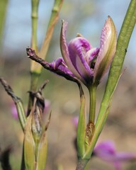 Aristea cantharophila