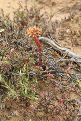 Crassula alpestris